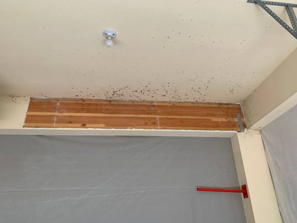 Professional Mold Removal in Bethlehem, NC